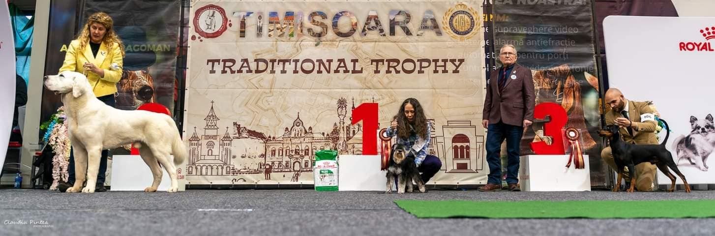 Timisoara2